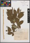 Foto von Salix caprea L.
